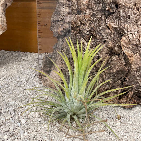 Tillandsia ionantha 'druid' (med)