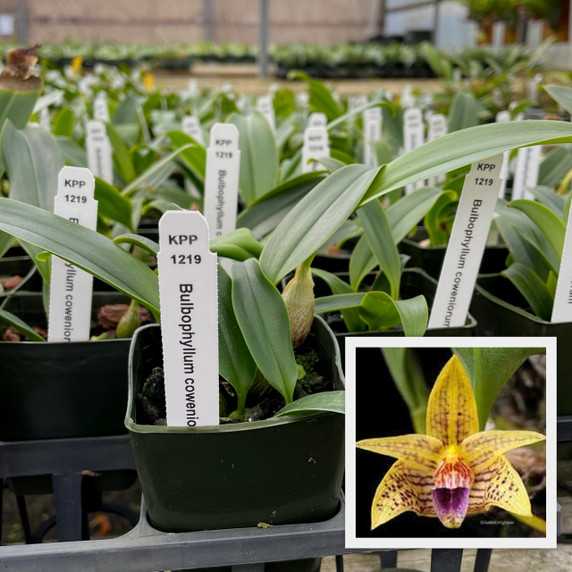 Bulb. coweniorum (Starter-2.75" Pot) Bulb. coweniorum (Starter-2.75" Pot)