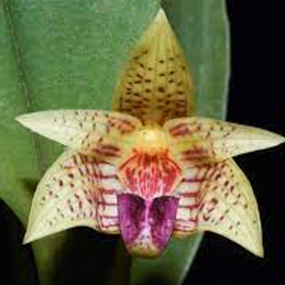 Bulb. coweniorum (Starter-2.75" Pot) Bulb. coweniorum (Starter-2.75" Pot)