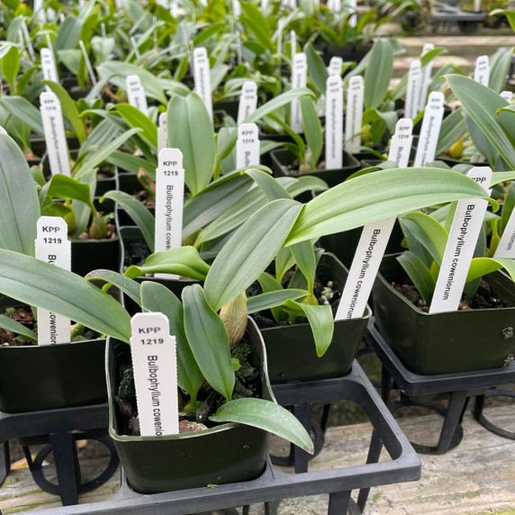 Bulb. coweniorum (Starter-2.75" Pot) Bulb. coweniorum (Starter-2.75" Pot)