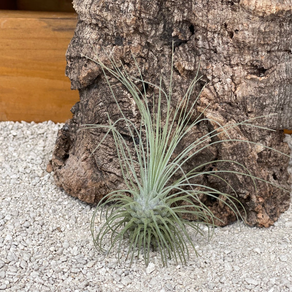 Tillandsia fuchsii var. gracilis