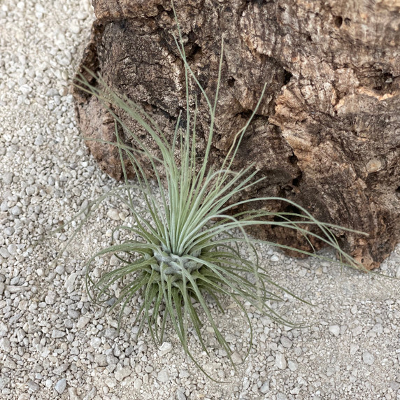 Tillandsia fuchsii var. gracilis