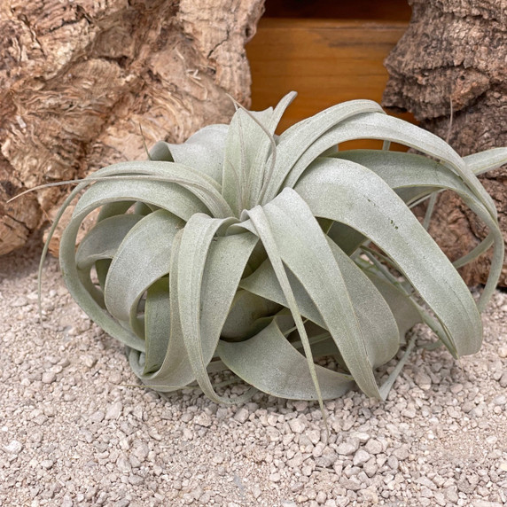 Tillandsia xerographica (Sm-3-4")