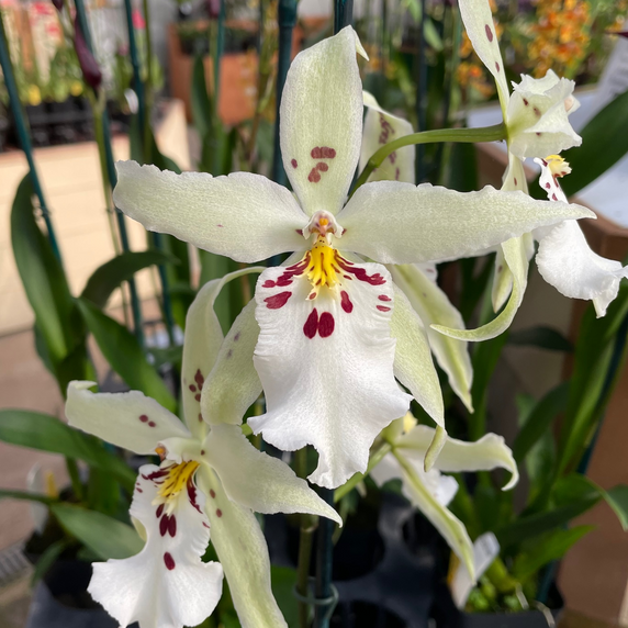 Bllra. Pacific Pastel 'Mauna Loa' (First Bloom) Bllra. Pacific Pastel 'Mauna Loa' (First Bloom)