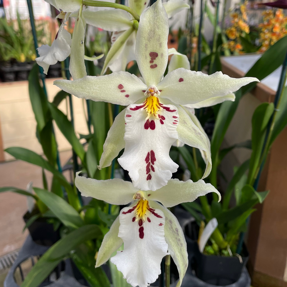 Bllra. Pacific Pastel 'Mauna Loa' (First Bloom) Bllra. Pacific Pastel 'Mauna Loa' (First Bloom)