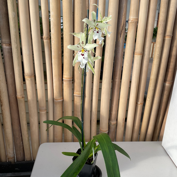 Bllra. Pacific Pastel 'Mauna Loa' (First Bloom) Bllra. Pacific Pastel 'Mauna Loa' (First Bloom)