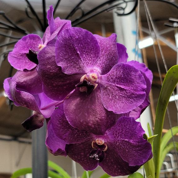 V. Fuchs Delight 'Blue' x Dr. Anek