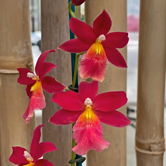 Burr. Francine '#3' (Plant Only)