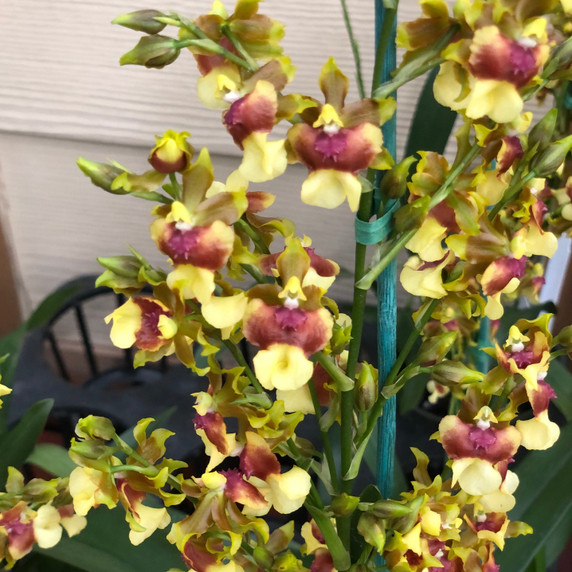 Mtdm. Pupukea Sunset 'H&R' HCC/AOS (Spiking-Leaf Spot) - BB Mtdm. Pupukea Sunset 'H&R' HCC/AOS (Spiking-Leaf Spot) - BB