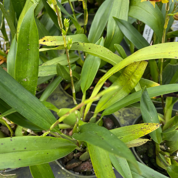 Mtdm. Pupukea Sunset 'H&R' HCC/AOS (Spiking-Leaf Spot) - BB Mtdm. Pupukea Sunset 'H&R' HCC/AOS (Spiking-Leaf Spot) - BB