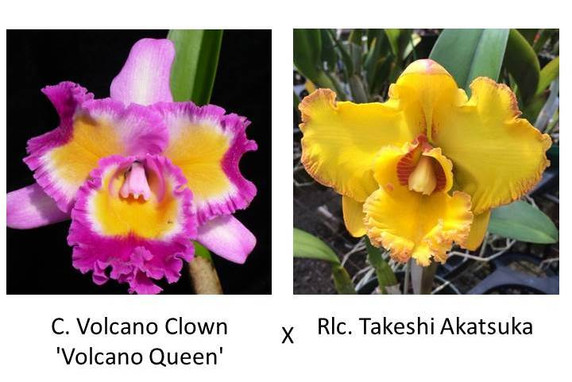 C. Volcano Clown 'Volcano Queen' x Rlc. Takeshi Akatsuka '#4' (Plant Only) C. Volcano Clown 'Volcano Queen' x Rlc. Takeshi Akatsuka '#4' (Plant Only)