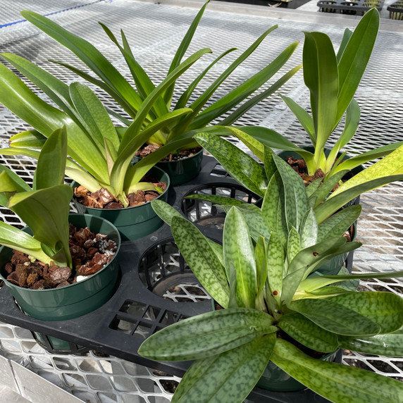 Paphiopedilum- No Name Tag (5.5" Pot- Plant Only)