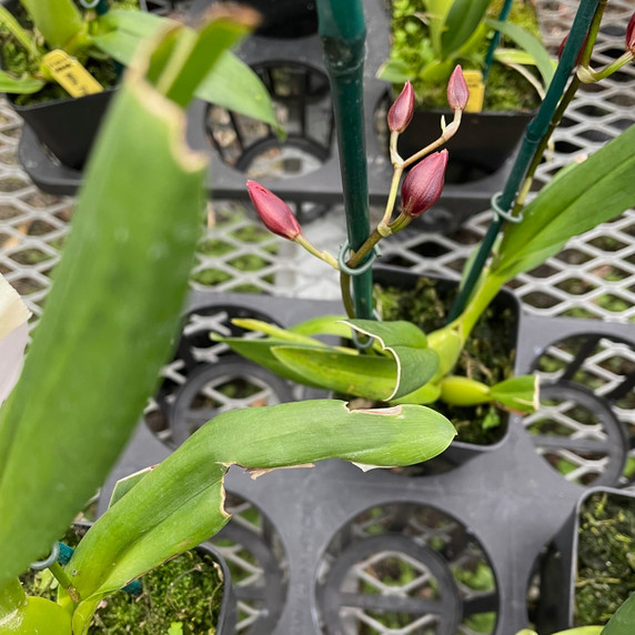 Wils. Firecat 'King Snake' -(Leaf Damage)-Flowering
