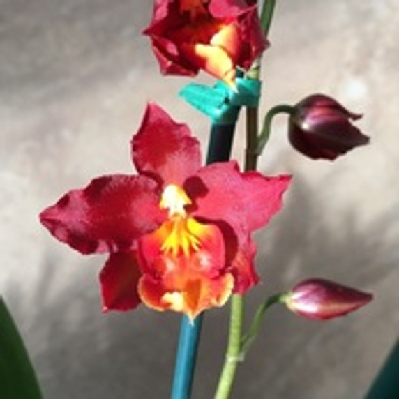 Wils. Firecat 'King Snake' -(Leaf Damage)-Flowering Wils. Firecat 'King Snake' -(Leaf Damage)-Flowering