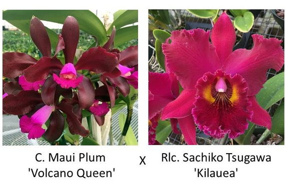 C. Maui Plum 'Volcano Queen' x Rlc. Sachiko Tsugawa 'Kilauea' (Plant Only) C. Maui Plum 'Volcano Queen' x Rlc. Sachiko Tsugawa 'Kilauea' (Plant Only)