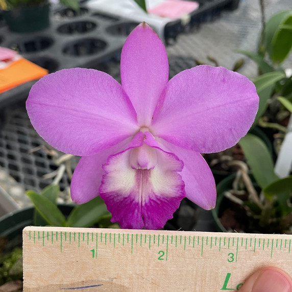 Ctna. Lavendar Maid 'Volcano Queen' (5" Pot- Plant Only) Ctna. Lavendar Maid 'Volcano Queen' (5" Pot- Plant Only)