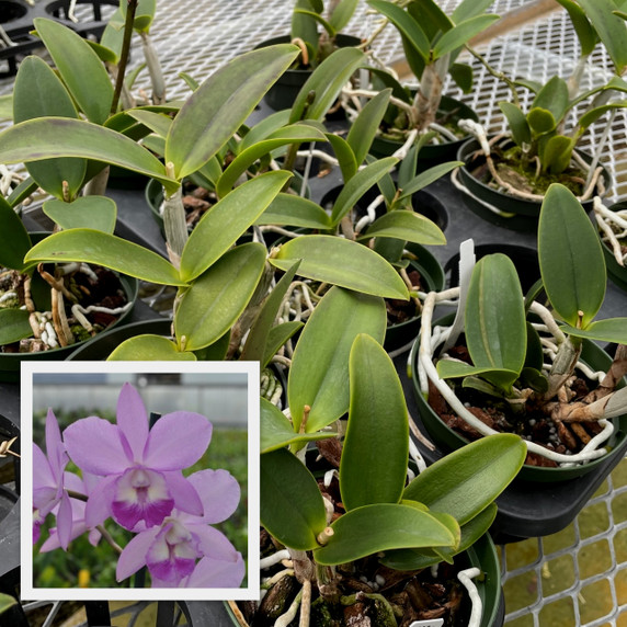 Ctna. Lavendar Maid 'Volcano Queen' (5" Pot- Plant Only) Ctna. Lavendar Maid 'Volcano Queen' (5" Pot- Plant Only)