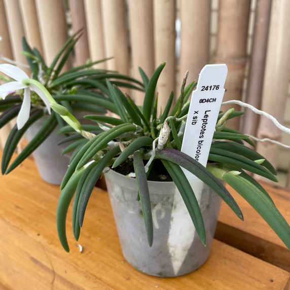 Leptotes bicolor x sib (Miniature Species)