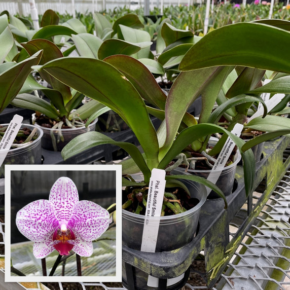 Phal. Beautiful Smile (Plant Only)