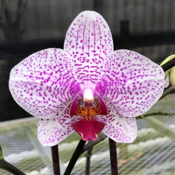Phal. Beautiful Smile (Plant Only)