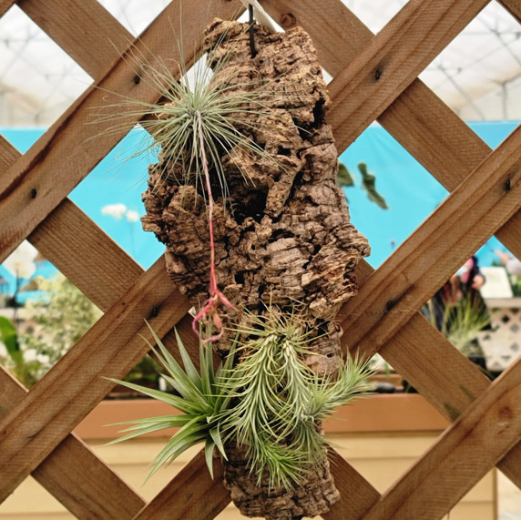 Tillandsia on Hanging Cork (Small- 13"x5") Tillandsia on Hanging Cork (Small- 13"x5")