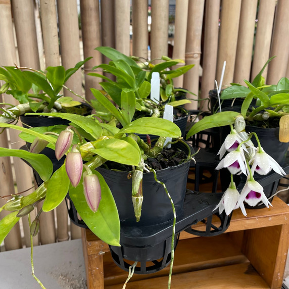 Den. Nestor S/A 'April' x rhodopterygium S/A '#4' (With Buds)