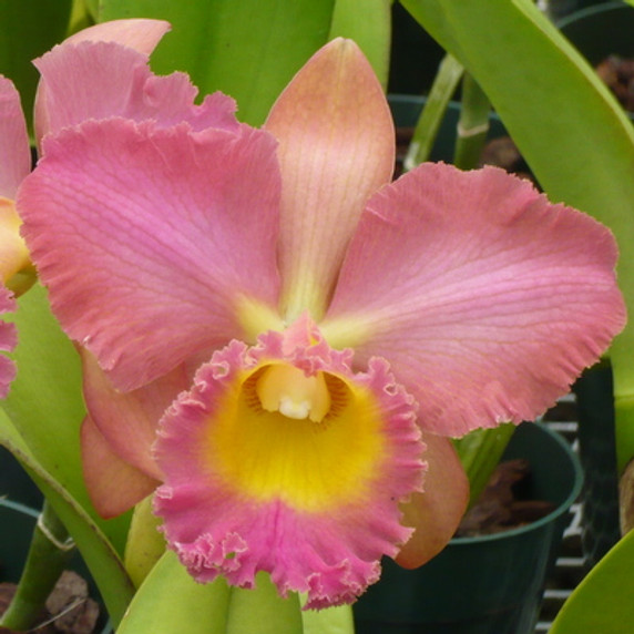 Rlc. Noriko Kawamura 'Volcano Queen' (Starter-3" Pot)