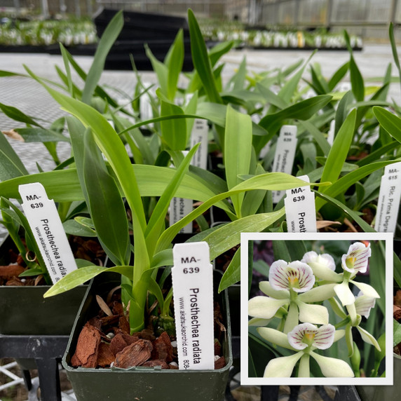 Prosthechea radiata (Starter -2.75" Pot)