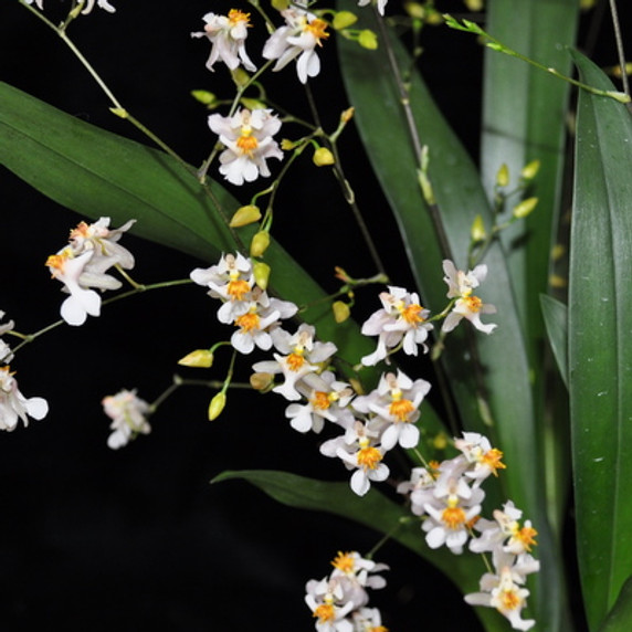 Onc. Tsiku Marguerite (Multiple Spikes)