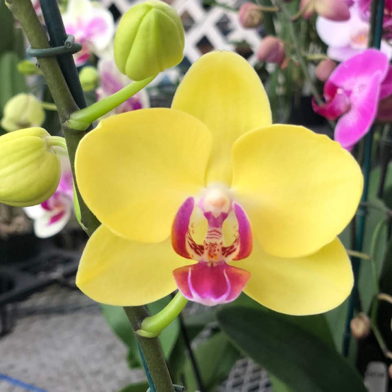 Phal. Miraflore (Single Spike)