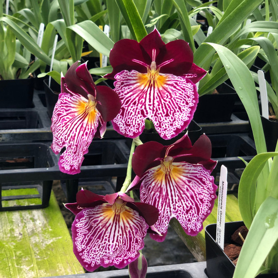 Mltnps. Breathless 'Beauty' (Double Spike)