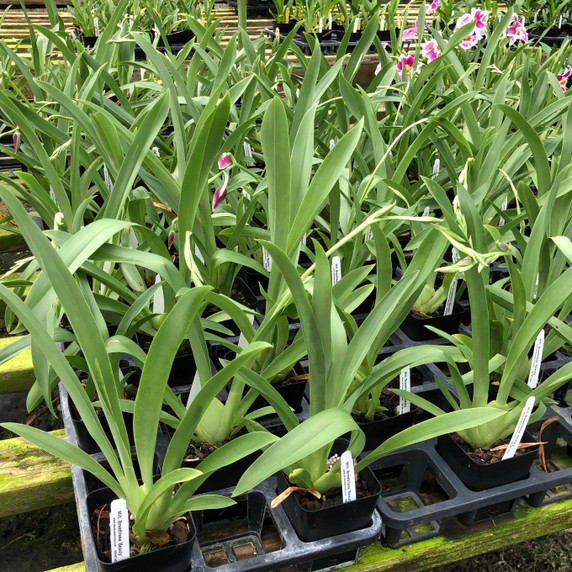 Mltnps. Breathless 'Beauty' (Double Spike) - 4" pot