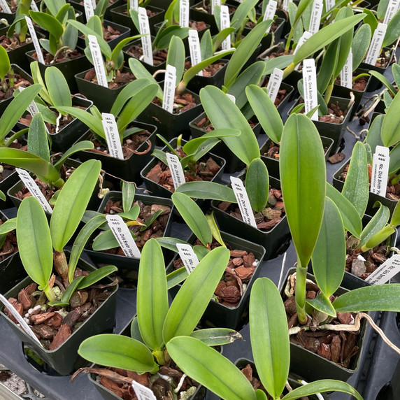 Rlc. Dick Smith 'Paradise' (Starter-3" Pot)