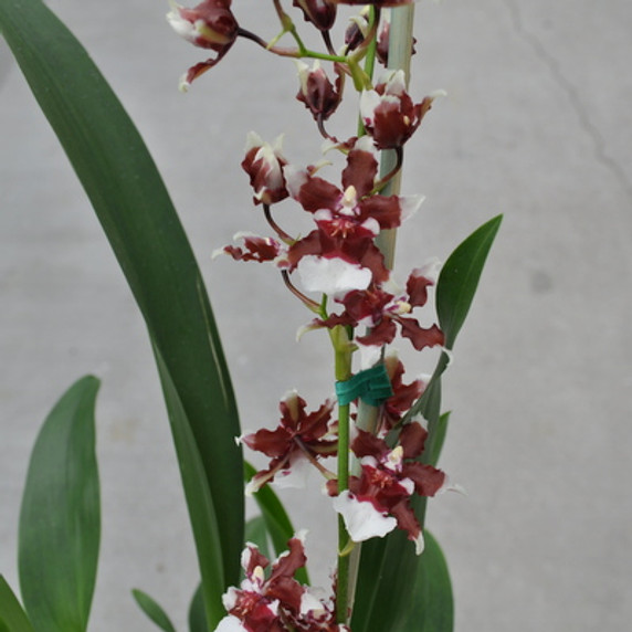 Onc. Heaven Scent 'Redolence' (Chocolate Orchid)