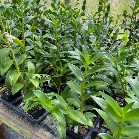 Den. Samarai (Plant Only) Den. Samarai (Plant Only)