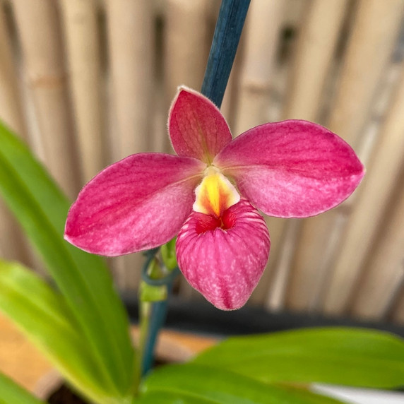 Phrag. Acker's Starlight 'Waunakee' 4N x schlimii 'Isolde' Phrag. Acker's Starlight 'Waunakee' 4N x schlimii 'Isolde'