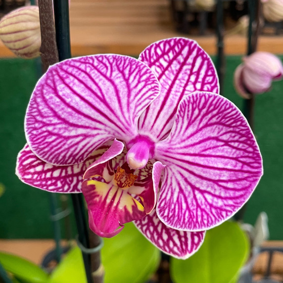 Phal. Happy Minho (Single Spike) Phal. Happy Minho (Single Spike)