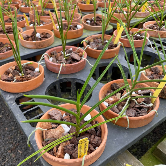 Papilionanda Little Blossom (Plant Only-Clay Pot)