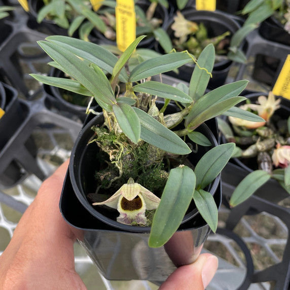 Dendrobium hekouense (Plant Only - 2.75" Pot)