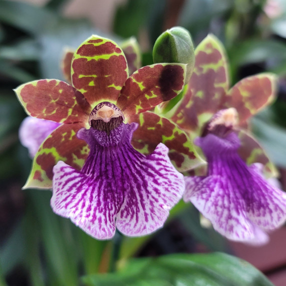 Zygo. Redvale 'SD-2' (5.5" Pot- Plant Only) Zygo. Redvale 'SD-2' (5.5" Pot- Plant Only)