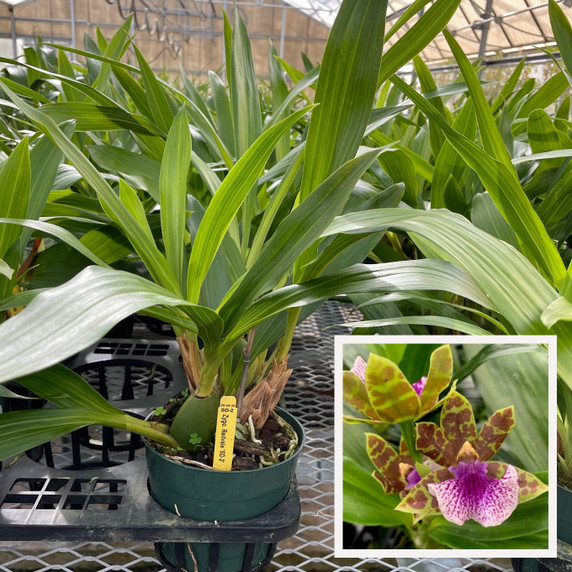 Zygo. Redvale 'SD-2' (5.5" Pot- Plant Only) Zygo. Redvale 'SD-2' (5.5" Pot- Plant Only)