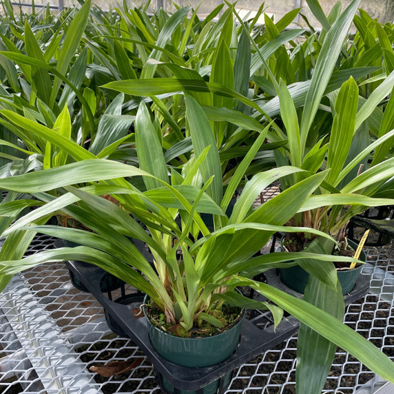 Zygo. Redvale 'SD-2' (5.5" Pot- Plant Only) Zygo. Redvale 'SD-2' (5.5" Pot- Plant Only)