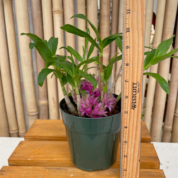 Den. tanii x sib. (5" Pot - Blooming)