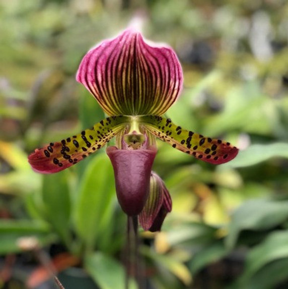 Paph. Maudiae (Grower's Choice) (Plant Only)