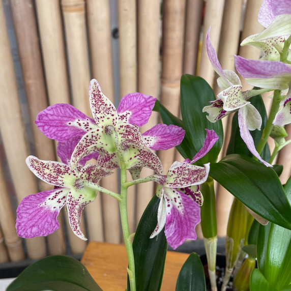 Den. Roy Tokunaga ('HR Pink' x 'Best Pink')