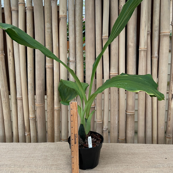 Anguloa eburnea "Tulip Orchid" (Plant Only - 6.5" Pot) 