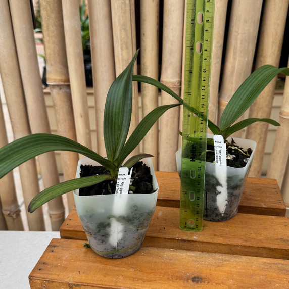 Rhyncostylis gigantea 'Orange' x sib - Not Blooming Rhyncostylis gigantea 'Orange' x sib - Not Blooming
