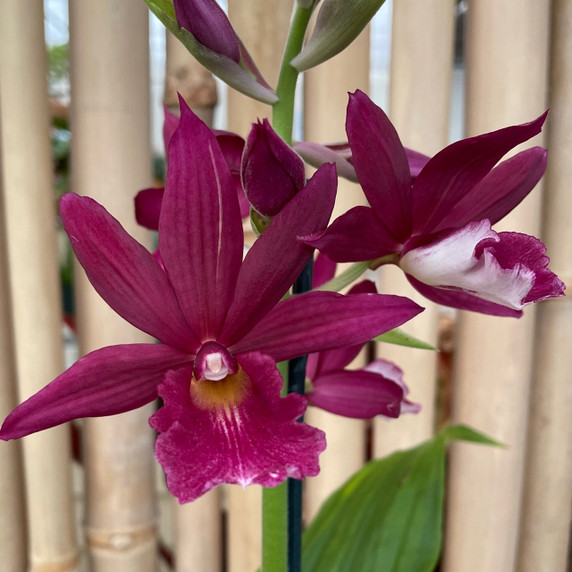 Phaiocalanthe Kryptonite 'Parkside' AM/AOS (4" Pot) - Not Blooming Phaiocalanthe Kryptonite 'Parkside' AM/AOS (4" Pot) - Not Blooming