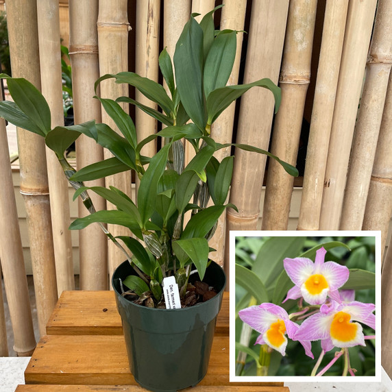 Dendrobium farmeri var. pink (5" Pot- Plant Only)
