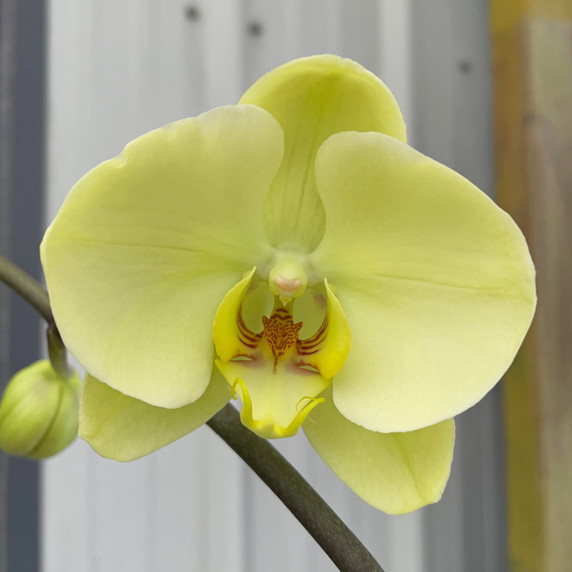 P. Golden Apollon (Single Spike) P. Golden Apollon (Single Spike)